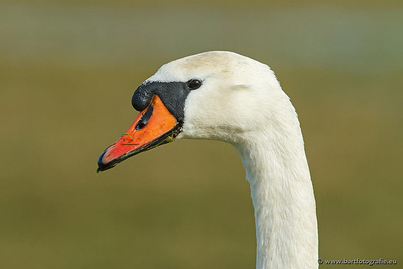 Ganzen en Zwanen, Bart Fotografie-458