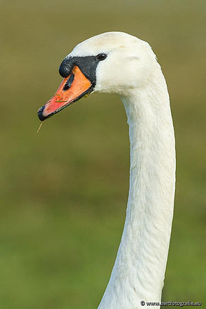 Ganzen en Zwanen, Bart Fotografie-459