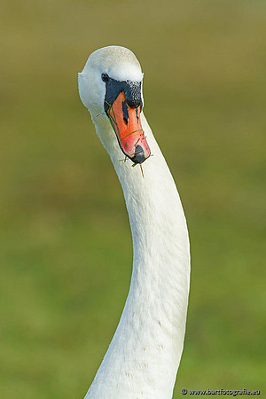 Ganzen en Zwanen, Bart Fotografie-460