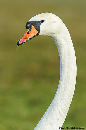 Ganzen en Zwanen, Bart Fotografie-461