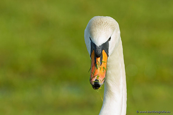 Ganzen en Zwanen, Bart Fotografie-462