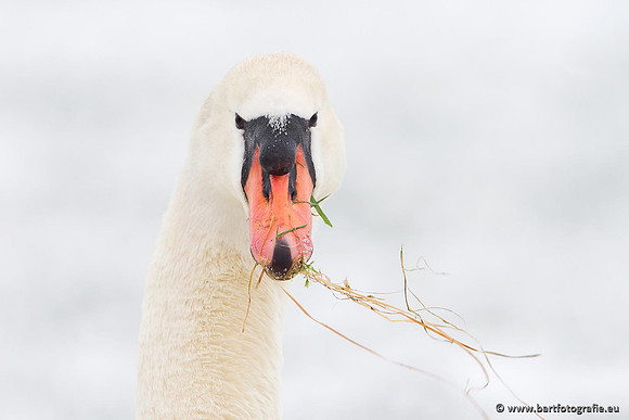 Ganzen en Zwanen, Bart Fotografie-471