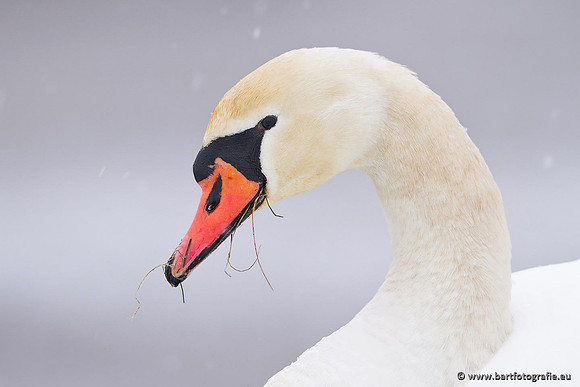 Ganzen en Zwanen, Bart Fotografie-472