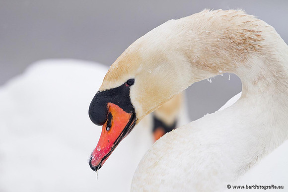 Ganzen en Zwanen, Bart Fotografie-473