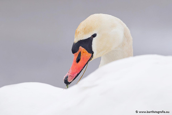 Ganzen en Zwanen, Bart Fotografie-474
