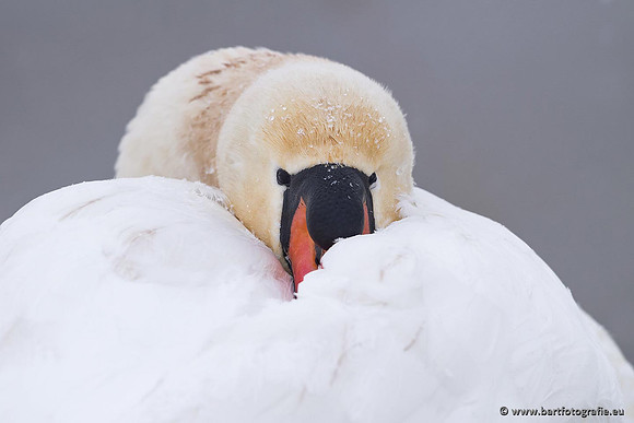 Ganzen en Zwanen, Bart Fotografie-475