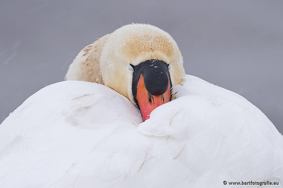 Ganzen en Zwanen, Bart Fotografie-476
