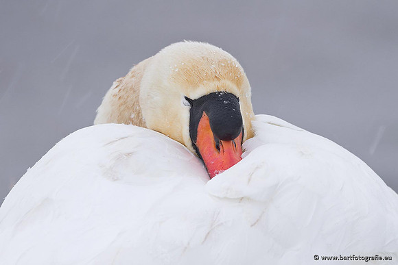 Ganzen en Zwanen, Bart Fotografie-477