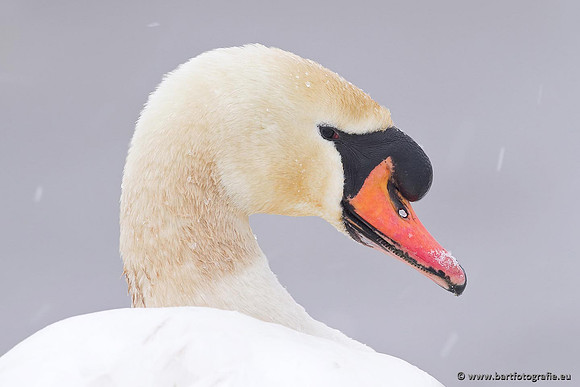 Ganzen en Zwanen, Bart Fotografie-478