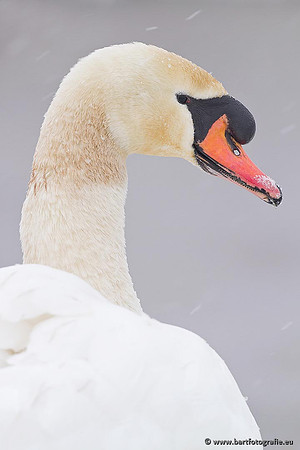 Ganzen en Zwanen, Bart Fotografie-480