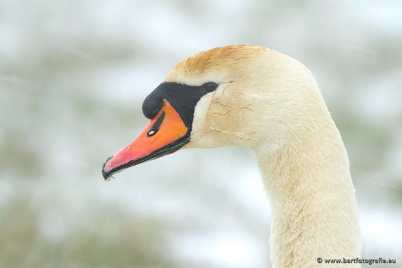 Ganzen en Zwanen, Bart Fotografie-481