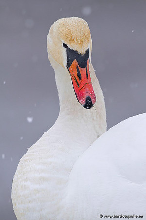 Ganzen en Zwanen, Bart Fotografie-483