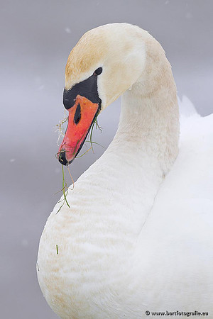 Ganzen en Zwanen, Bart Fotografie-479