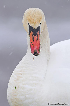 Ganzen en Zwanen, Bart Fotografie-482