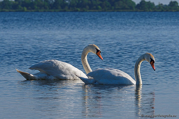Ganzen en Zwanen, Bart Fotografie-484
