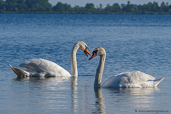 Ganzen en Zwanen, Bart Fotografie-485