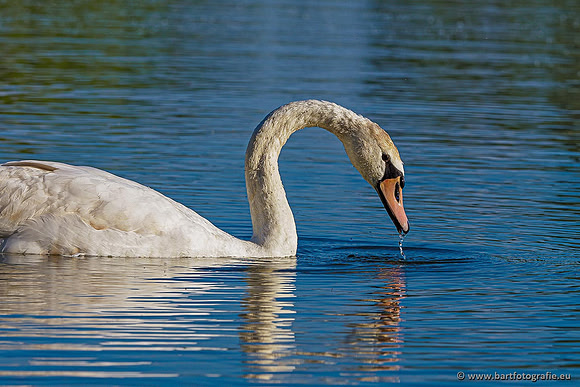 Ganzen en Zwanen, Bart Fotografie-487