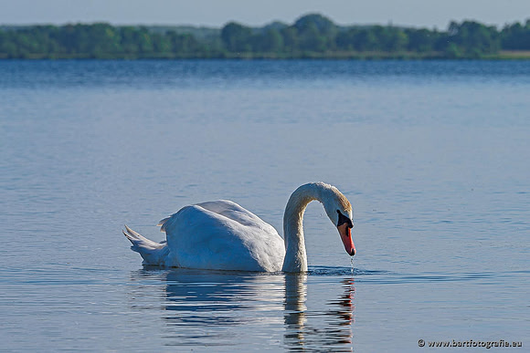 Ganzen en Zwanen, Bart Fotografie-486
