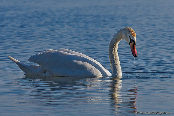 Ganzen en Zwanen, Bart Fotografie-489