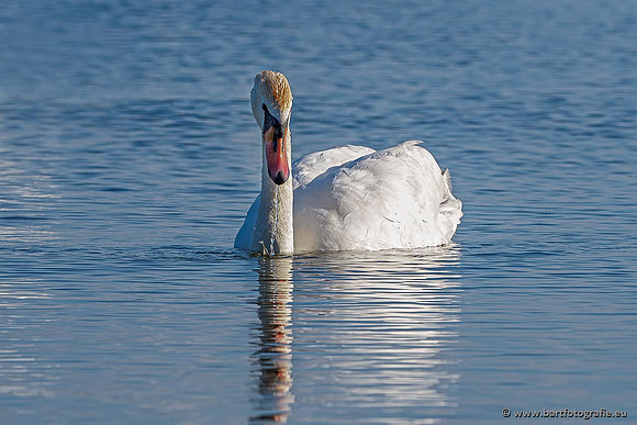 Ganzen en Zwanen, Bart Fotografie-491