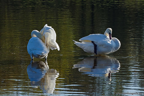 Ganzen en Zwanen, Bart Fotografie-492
