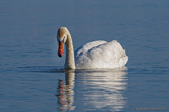 Ganzen en Zwanen, Bart Fotografie-488
