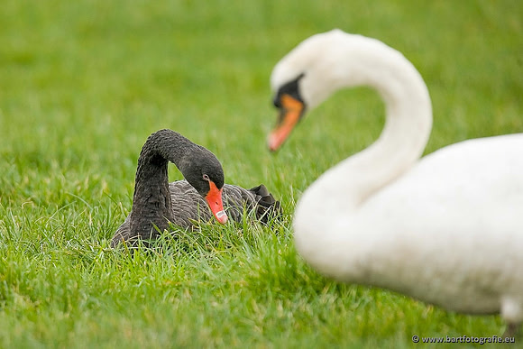 Ganzen en Zwanen, Bart Fotografie-494