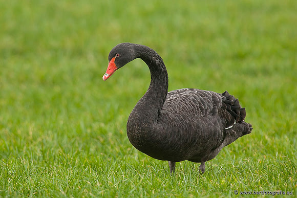 Ganzen en Zwanen, Bart Fotografie-495