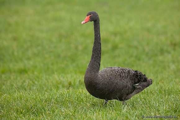 Ganzen en Zwanen, Bart Fotografie-496