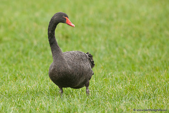 Ganzen en Zwanen, Bart Fotografie-497