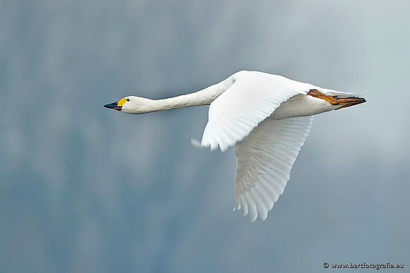 Ganzen en Zwanen, Bart Fotografie-499