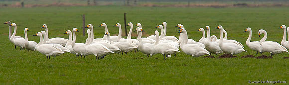 Ganzen en Zwanen, Bart Fotografie-501