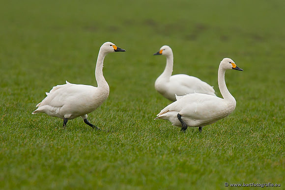 Ganzen en Zwanen, Bart Fotografie-502