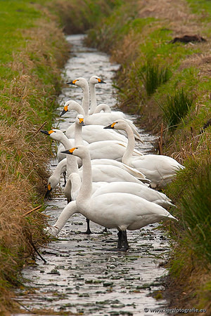 Ganzen en Zwanen, Bart Fotografie-503
