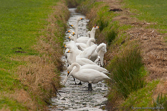Ganzen en Zwanen, Bart Fotografie-505