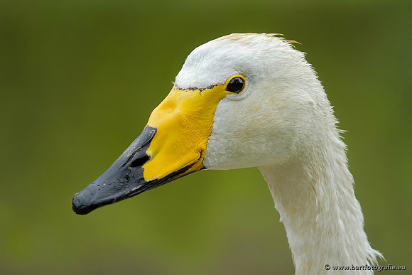 Ganzen en Zwanen, Bart Fotografie-507