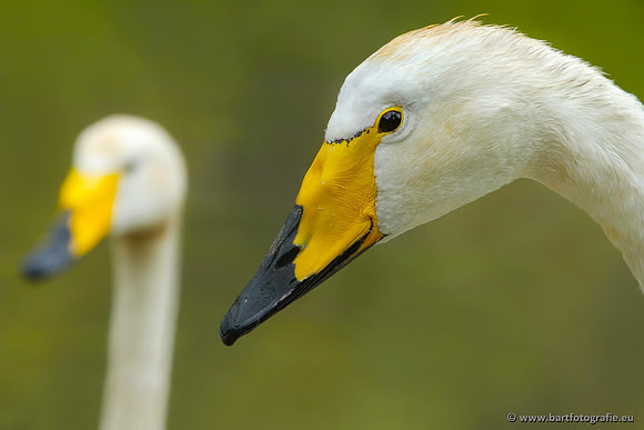 Ganzen en Zwanen, Bart Fotografie-508