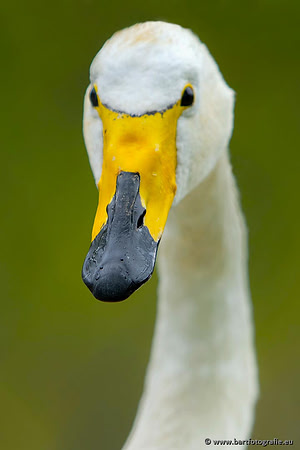 Ganzen en Zwanen, Bart Fotografie-509