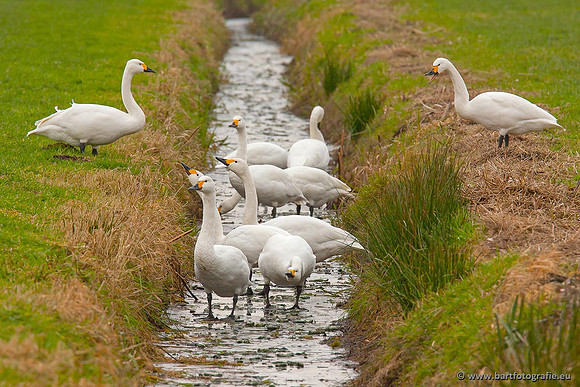 Ganzen en Zwanen, Bart Fotografie-506