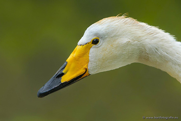 Ganzen en Zwanen, Bart Fotografie-510