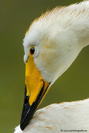 Ganzen en Zwanen, Bart Fotografie-511
