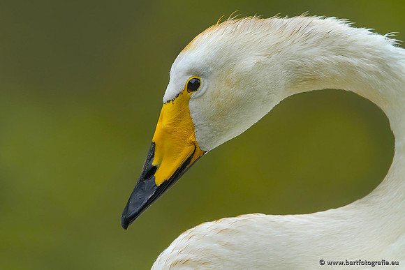 Ganzen en Zwanen, Bart Fotografie-512