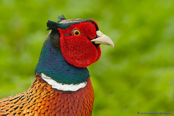 Hoenderachtigen, Bart Fotografie-011