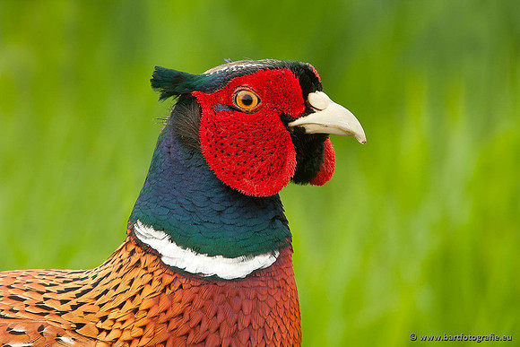 Hoenderachtigen, Bart Fotografie-012