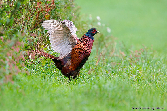Hoenderachtigen, Bart Fotografie-019