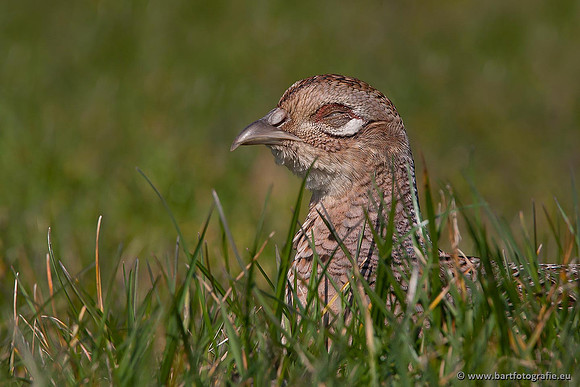 Hoenderachtigen, Bart Fotografie-025
