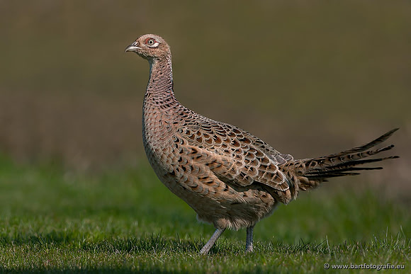Hoenderachtigen, Bart Fotografie-030