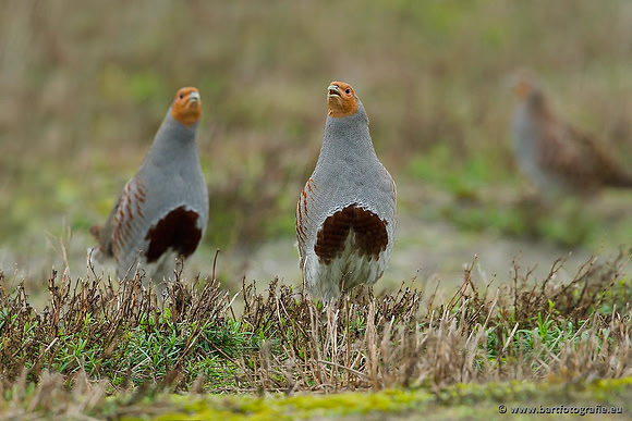 Hoenderachtigen, Bart Fotografie-042
