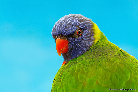 Exoten, Bart Fotografie-007
