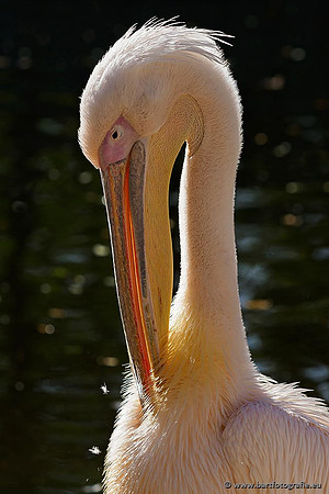 Exoten, Bart Fotografie-018